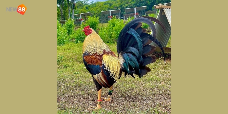 trực tiếp đá gà bình luận viên