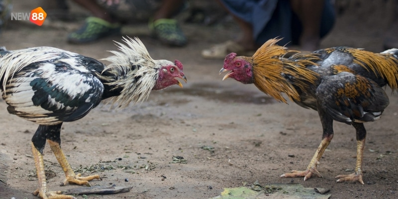 trực tiếp đá gà c1