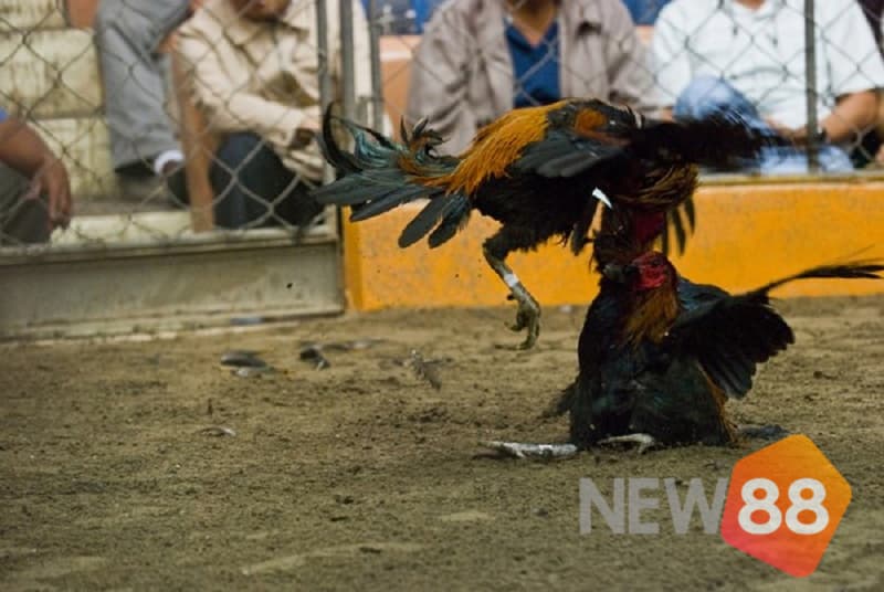 Cách nhận biết gà đá hay với vô số giống gà cho anh em kê thủ lựa chọn 