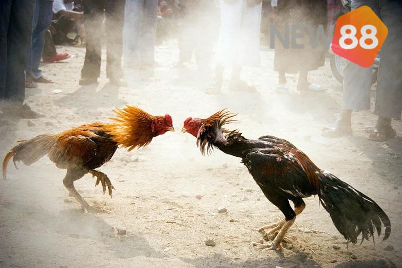 Những ảnh hưởng của bộ môn đá gà mà anh em cần biết