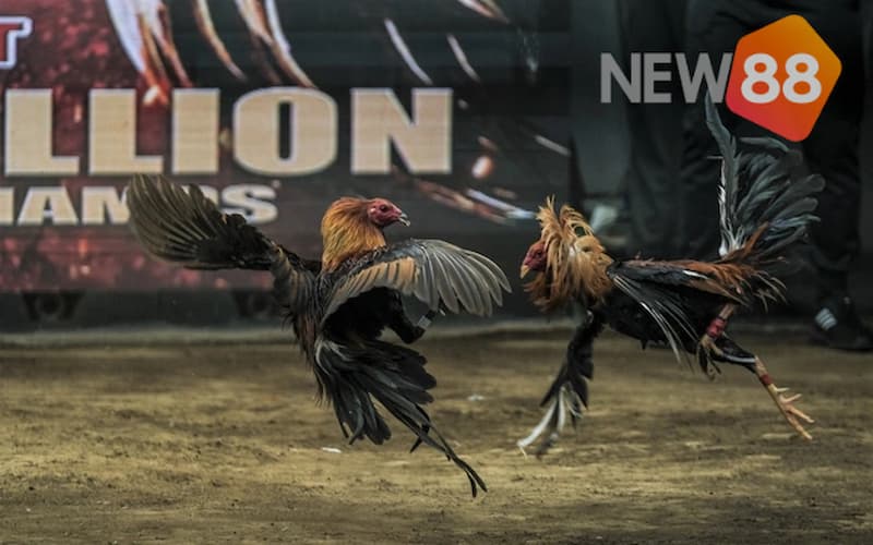 Các thách thức về bộ môn thể thao này mà các kê thủ cần lưu ý