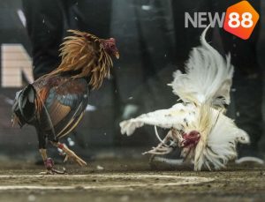 Giới thiệu về bộ môn đá gà Philippines cho các kê thủ