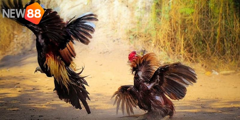 Tầm quan trọng của việc có kinh nghiệm cược đá gà