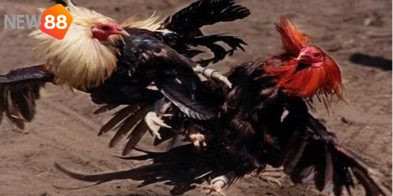 Duy trì sự quan sát và học hỏi là kinh nghiệm cược đá gà