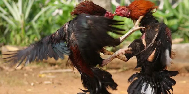 Lưu ý quan trọng khi tham gia cá cược đá gà SV388