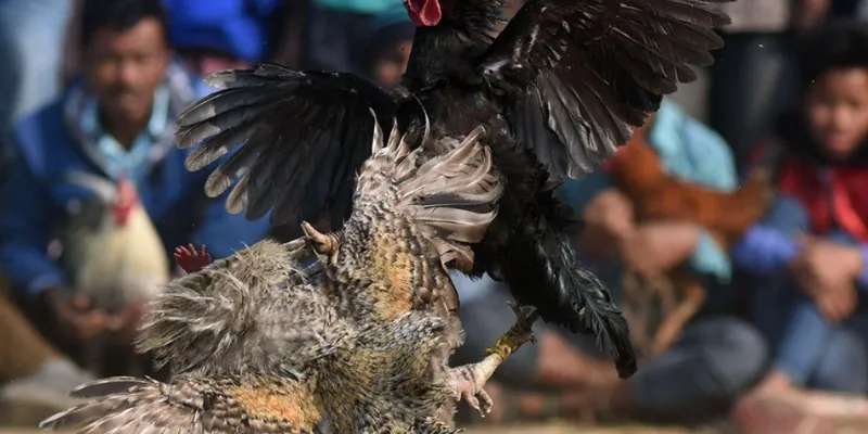 Chia sẻ kinh nghiệm soi kèo đá gà trực tiếp tại CPC3