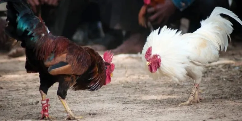 Tìm hiểu luật chơi và cách đặt cược trong đá gà cựa dao