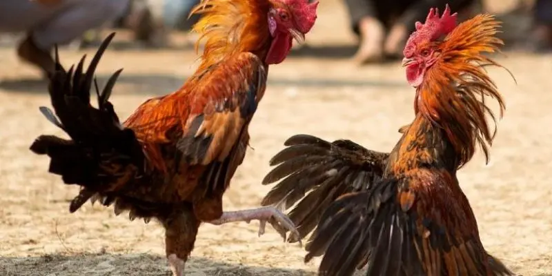 Đá gà hàng xáo là loại hình gì?