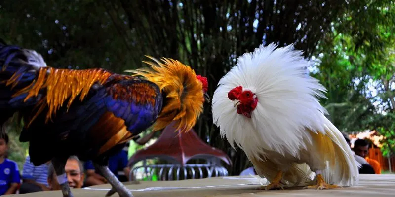 Khái quát một số thông tin cơ bản về trò chơi đá gà casino