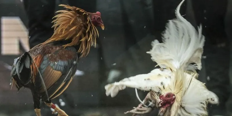 Những lợi ích thiết thực khiến bạn tham gia đá gà ngay lập tức