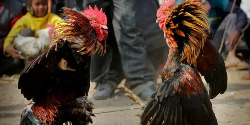 Một số loại cựa dao phổ biến trong đá gà