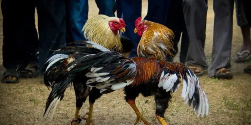 Các đặc điểm nổi bật của Đá gà SV388 trực tiếp tại New88