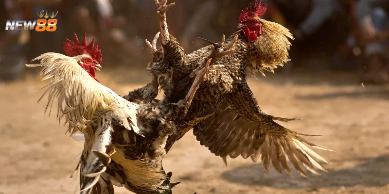 Những kèo cược thường gặp trong đá gà online